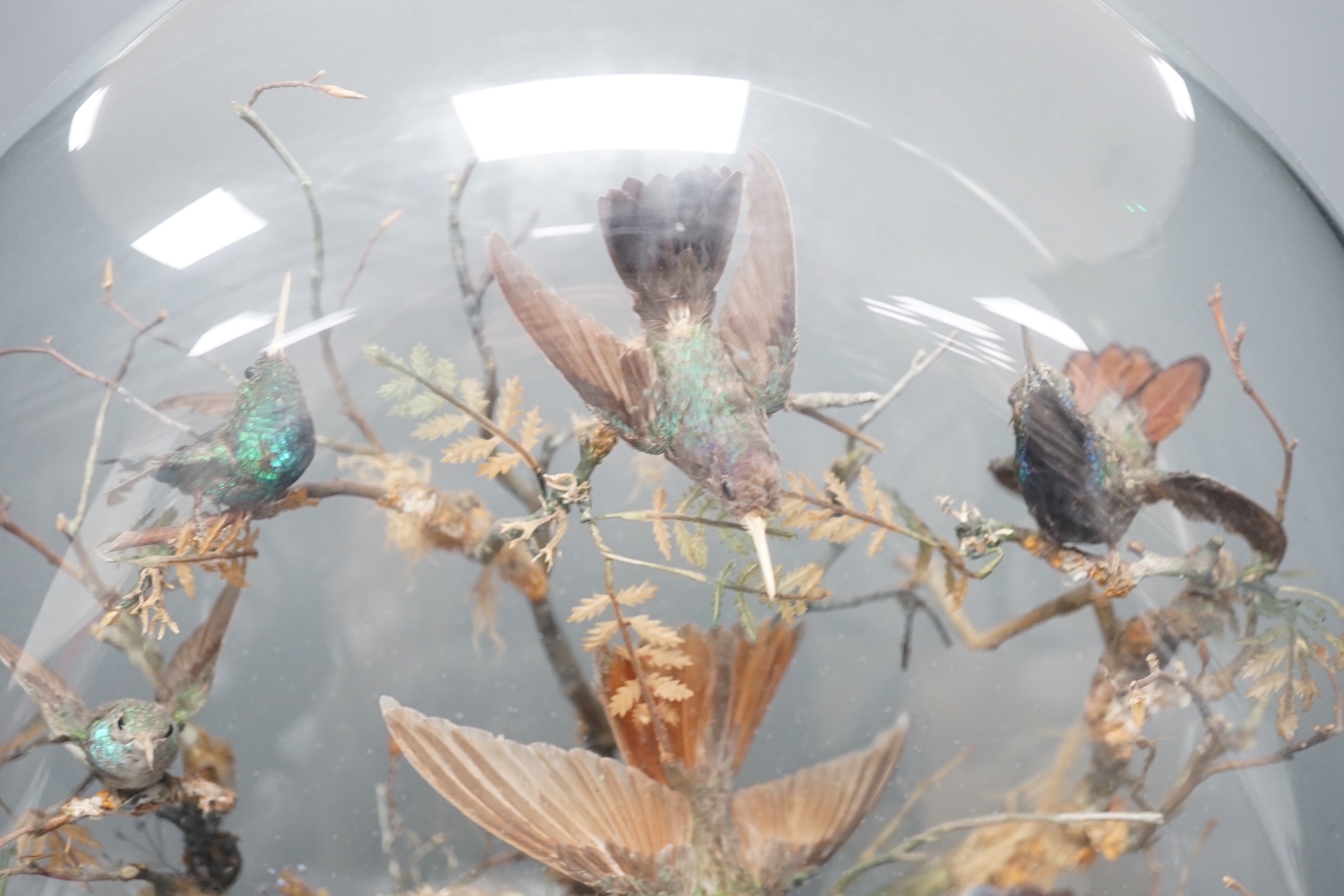 A 19th century display of taxidermic exotic birds including hummingbirds under a glass dome by H Ward, late Williams, 2 Veere Street, London. 59cm.